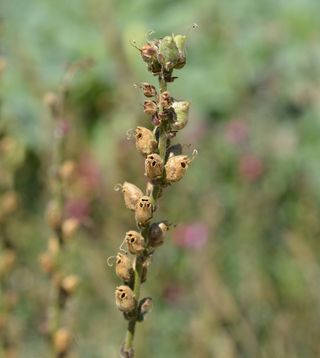 Snapdragon seed pods