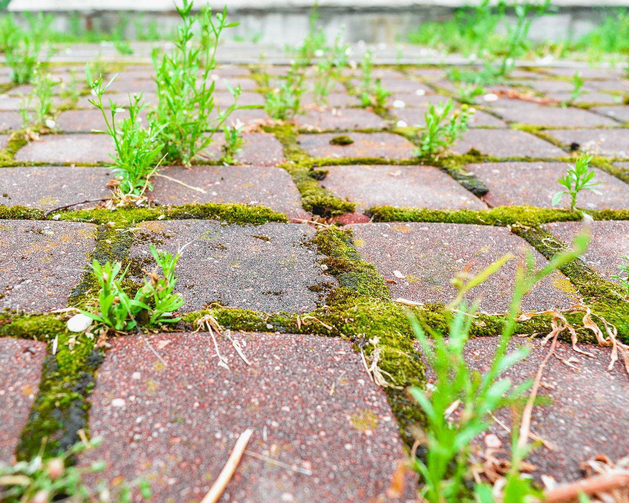 Why a moldy patio can decrease your home's value by 20 Gardeningetc