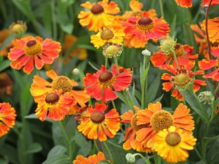 orange and yellow helenium flowers