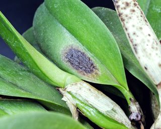 Orchid with black spots and lesions on leaves