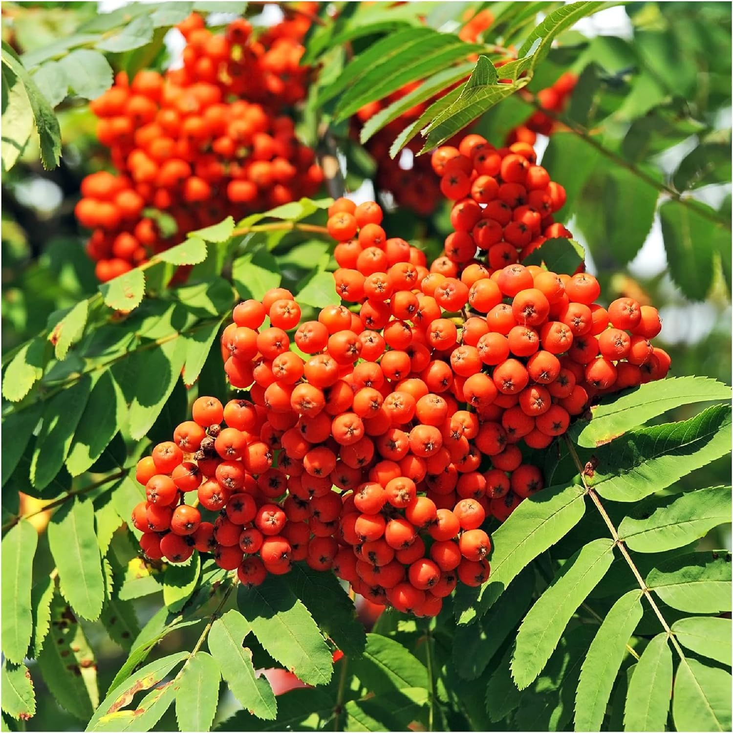 1 Mountain Ash (rowan) Plants/sorbus Aucuparia 3-4ft Tall Trees, Hedges 3fatpigs&amp;reg;