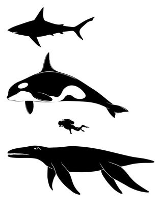 Pliosaurs were huge, even compared with other giants, such as the great white shark (top), killer whale and the relatively small human.
