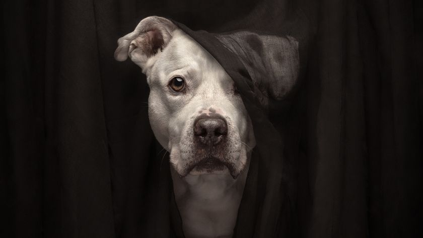 A close-up of a white dog, partially obscured by dark fabric, peering through with a curious expression and one ear folded 