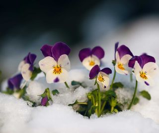 violas in the snow
