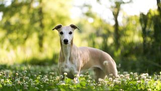 cream whippet in field