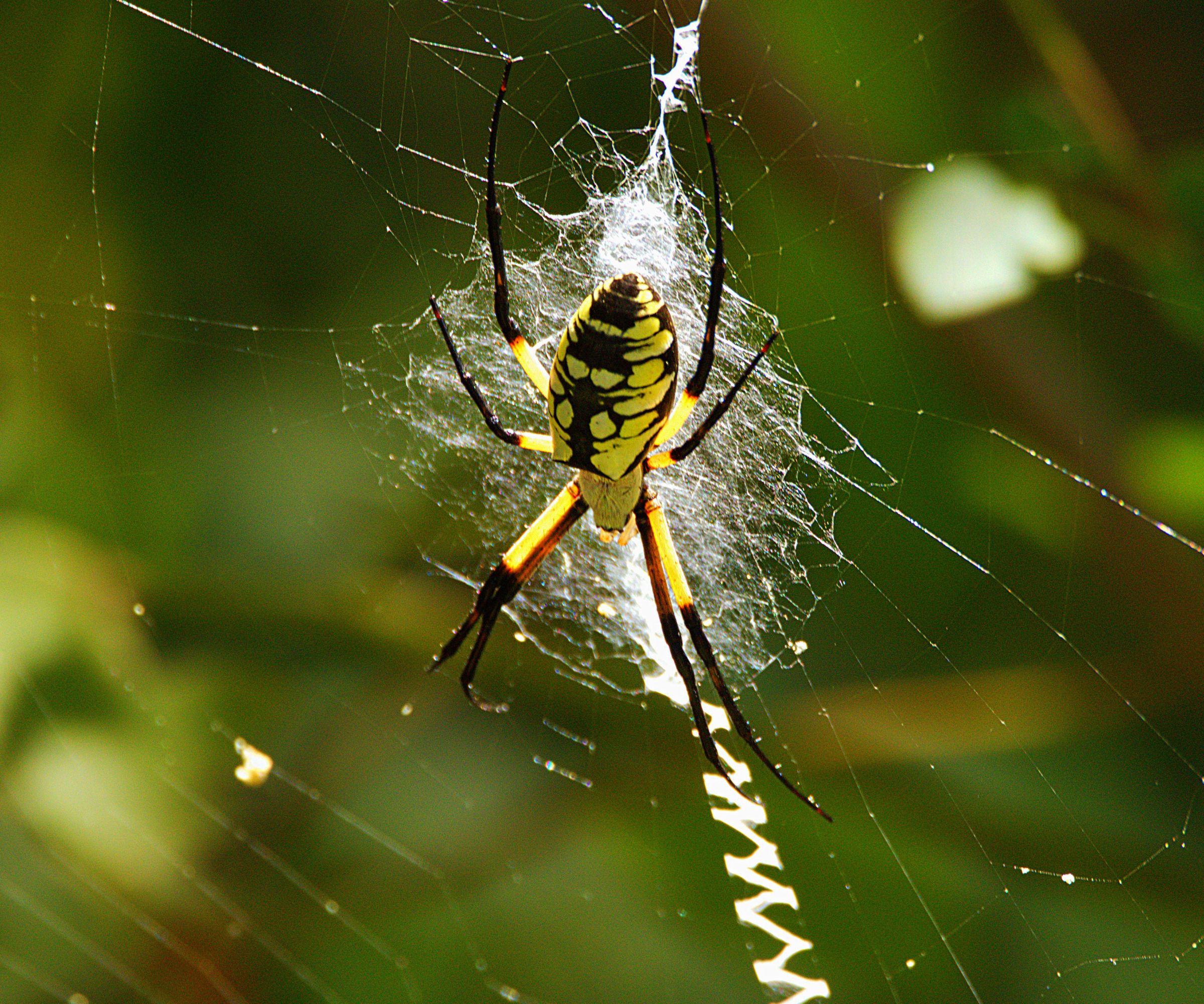 A close-up of a Garden Spider waiting on it's distinctive web