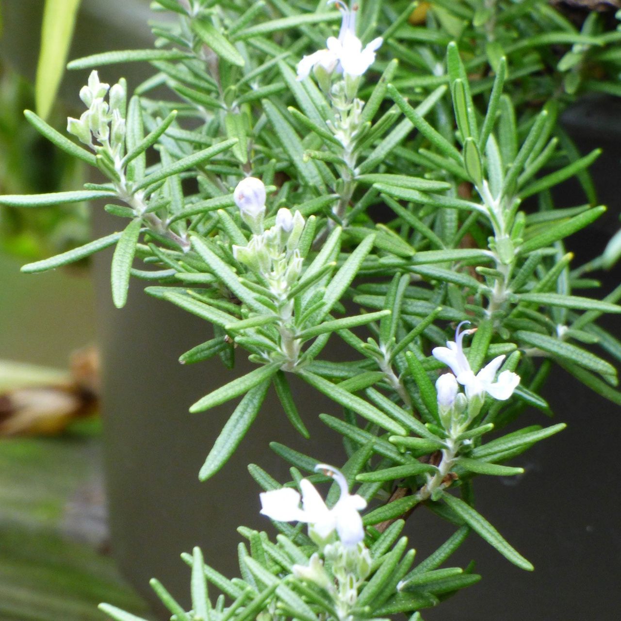 Flowering Rosemary Plant