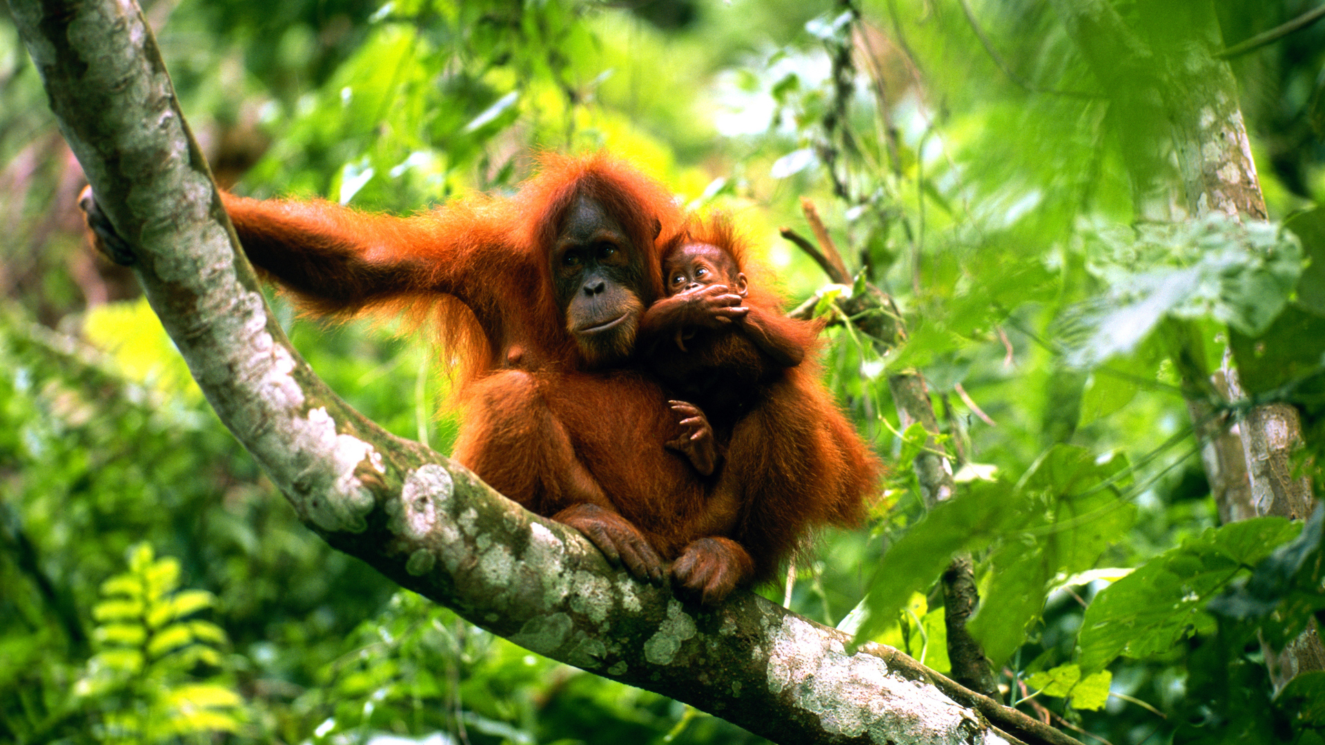 A photograph of an orangutan holding its baby on a branch
