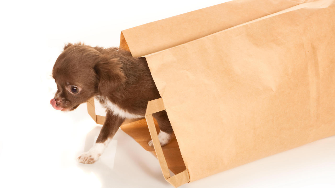HRTWYE Tiny chihuahua dog puppy coming out of a brown paper bag