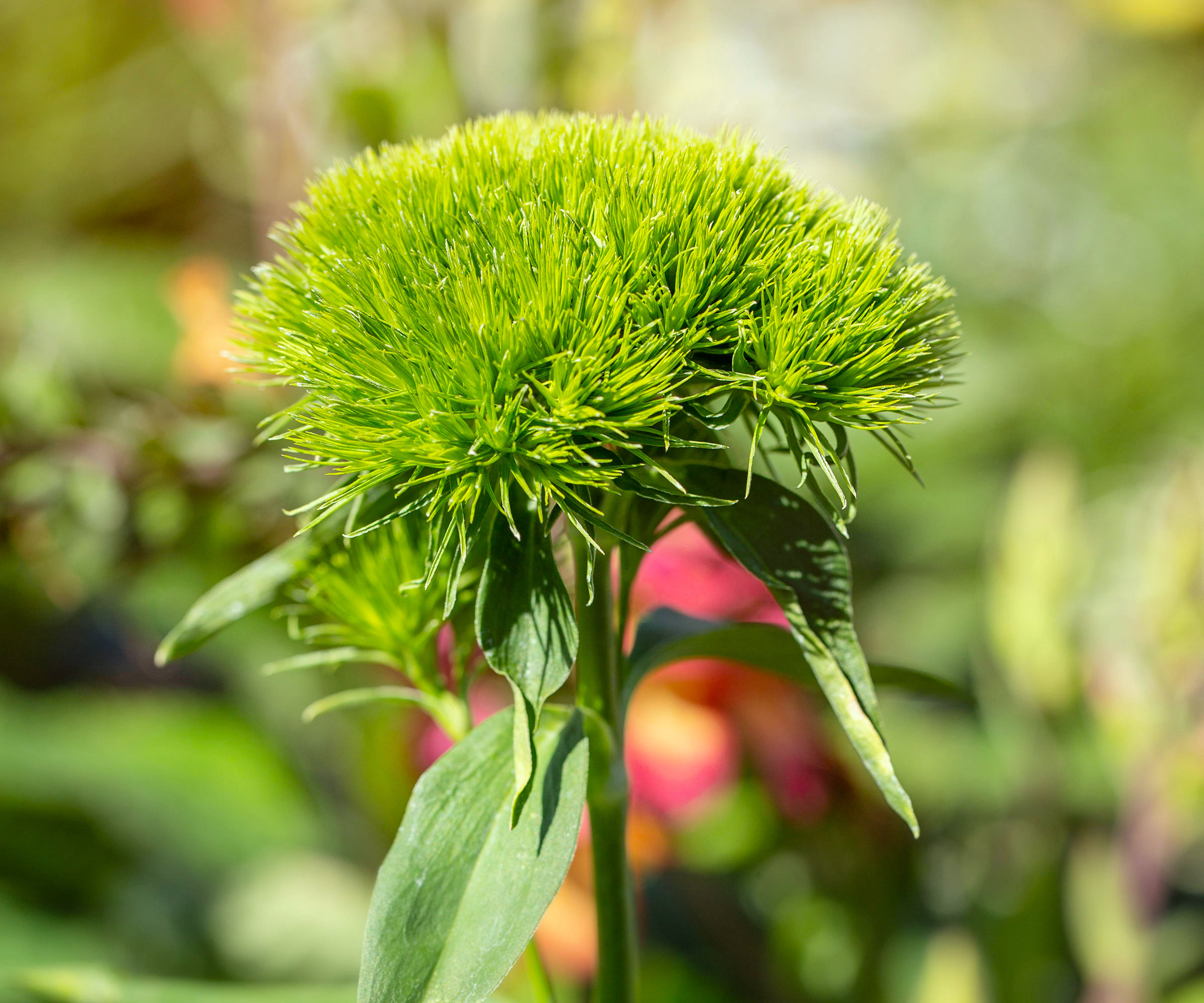 dianthus green ball flowering in border display