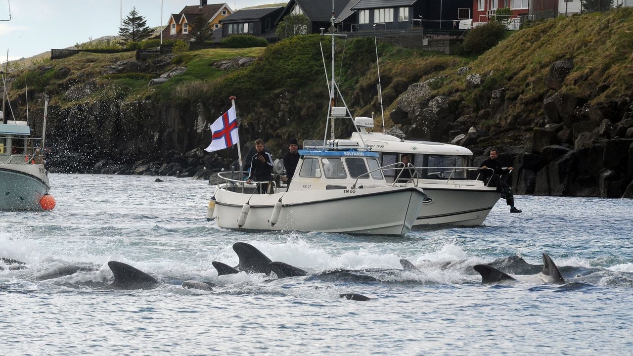 Over 1400 of Faroe Islands&#039; dolphins were killed in a mass hunting spree on Sunday 