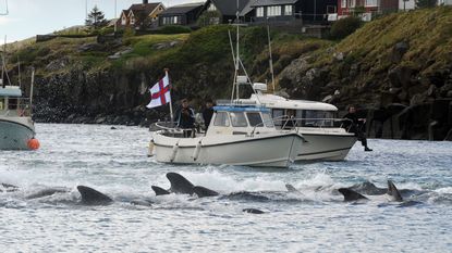 Over 1400 of Faroe Islands' dolphins were killed in a mass hunting spree on Sunday 