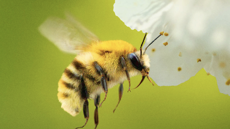 A bee, yesterday