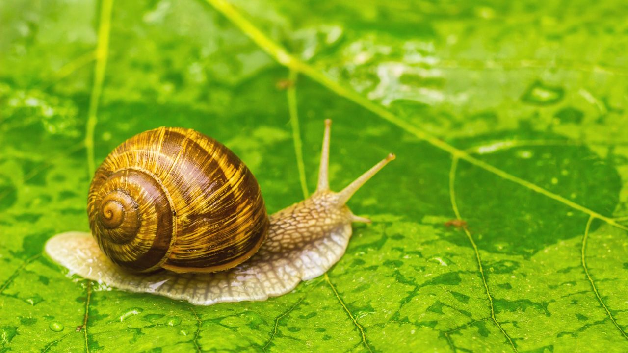 Snail repellent plants