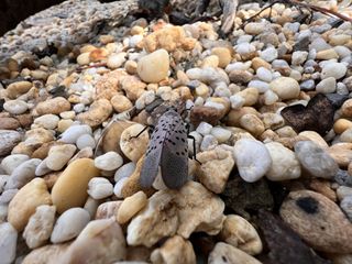 iPhone 13 Pro Max ultrawide