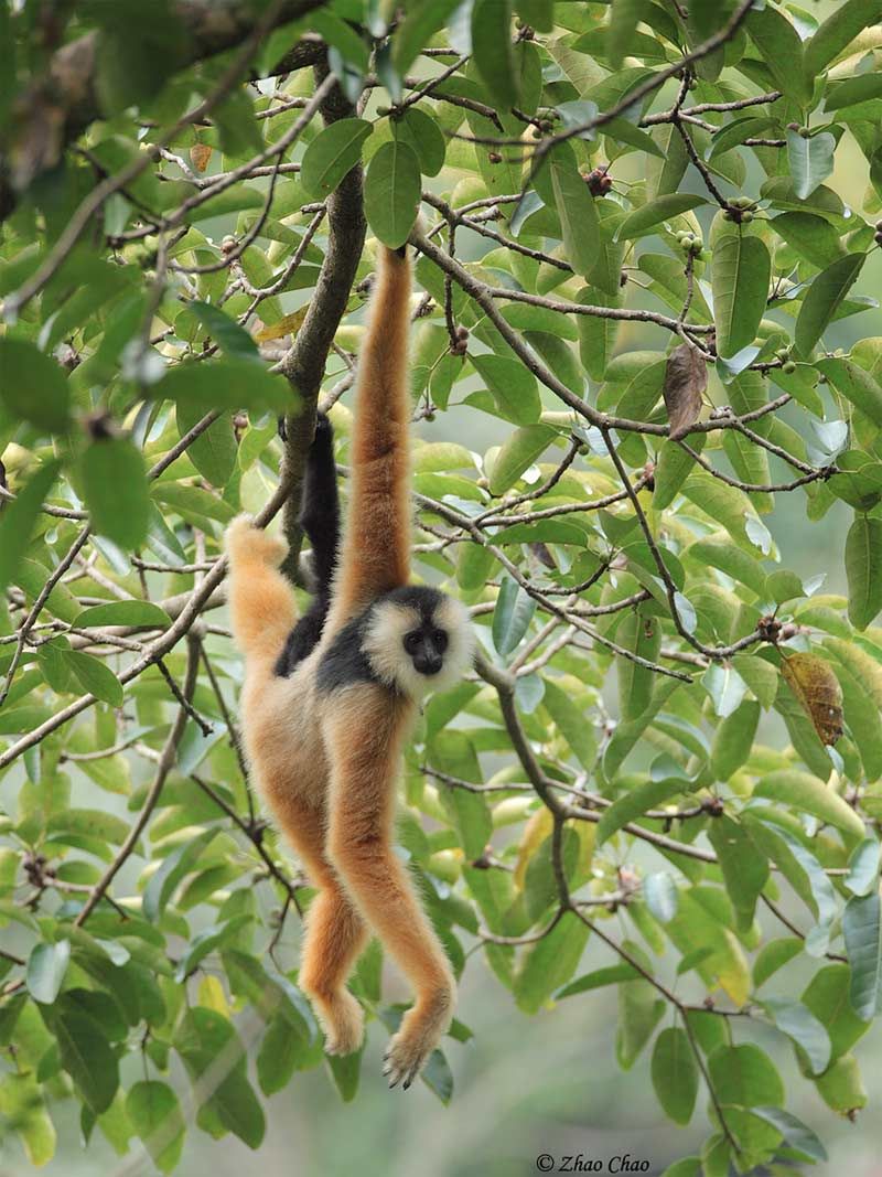 A baby gibbon learns the art of tree swinging.