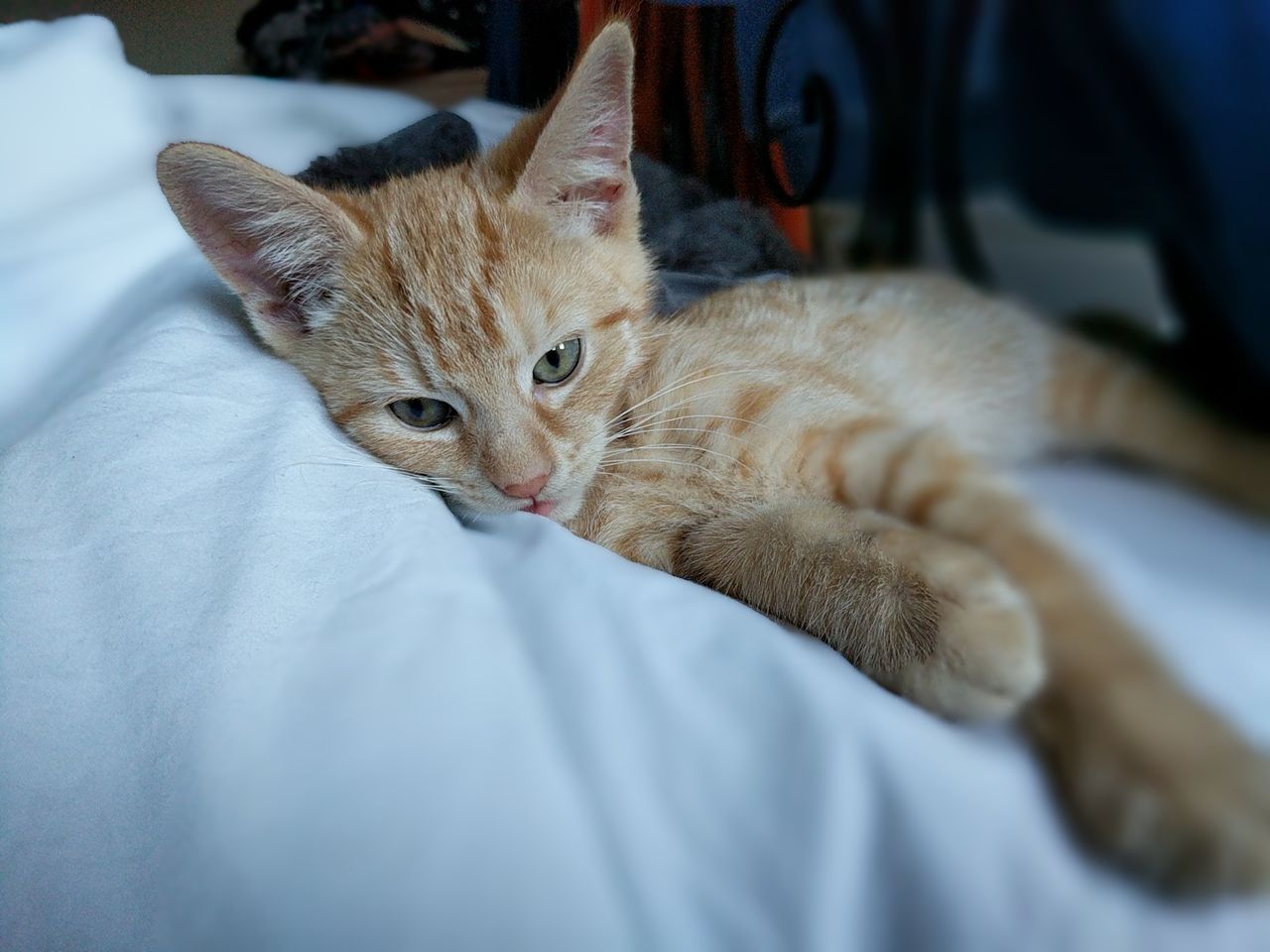 The digital trickery doesn&rsquo;t always get it right, though, with the blur effect bleeding onto the kitten here