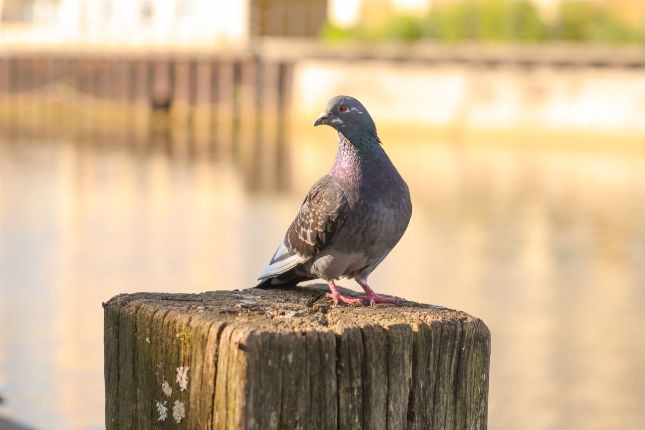 A photo of a pigeon taken on a Canon EOS R5 Mark II camera.