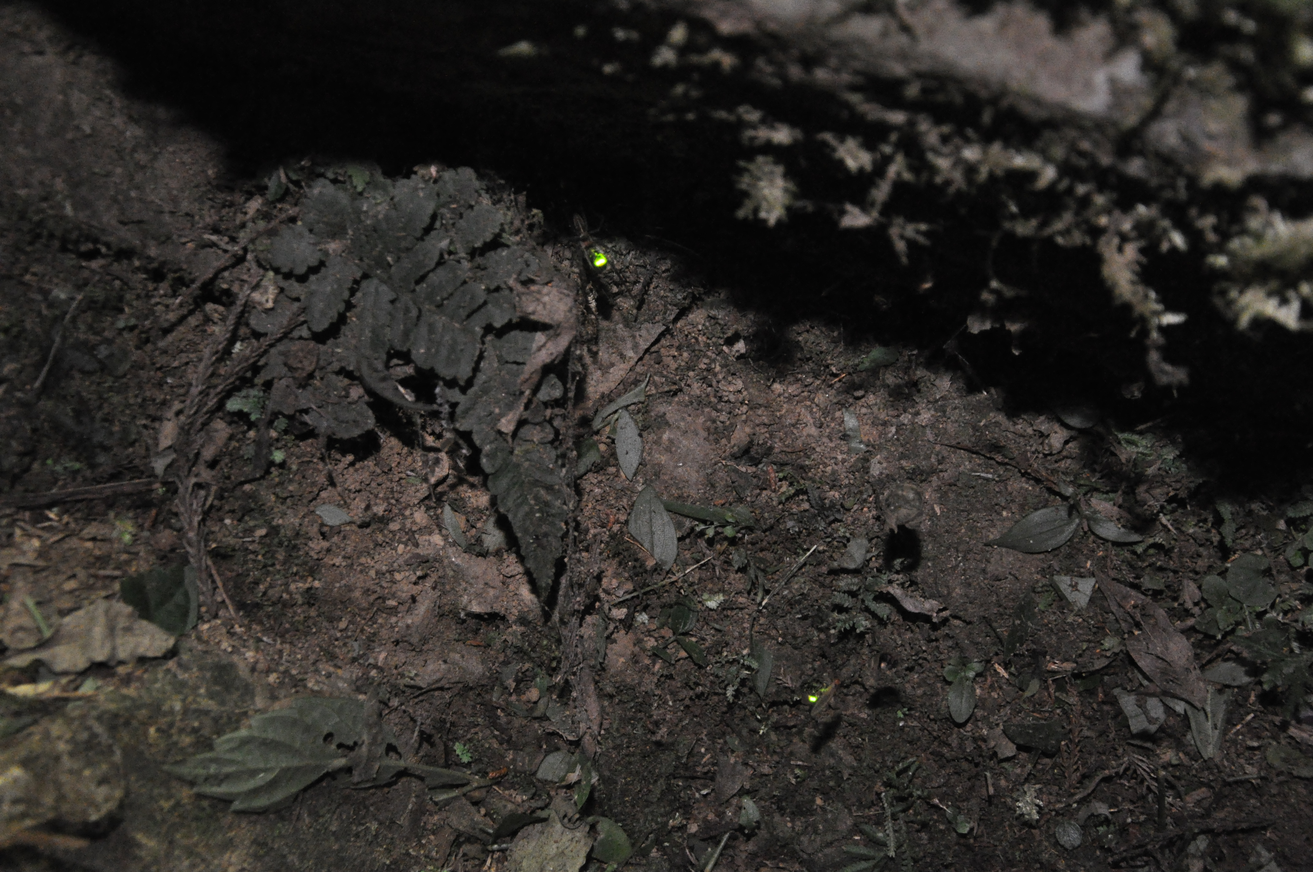 a glowing firefly caught in a spider web