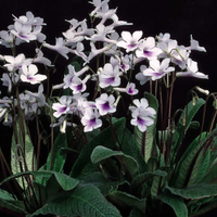 Streptocarpus 'Crystal Ice' from Suttons