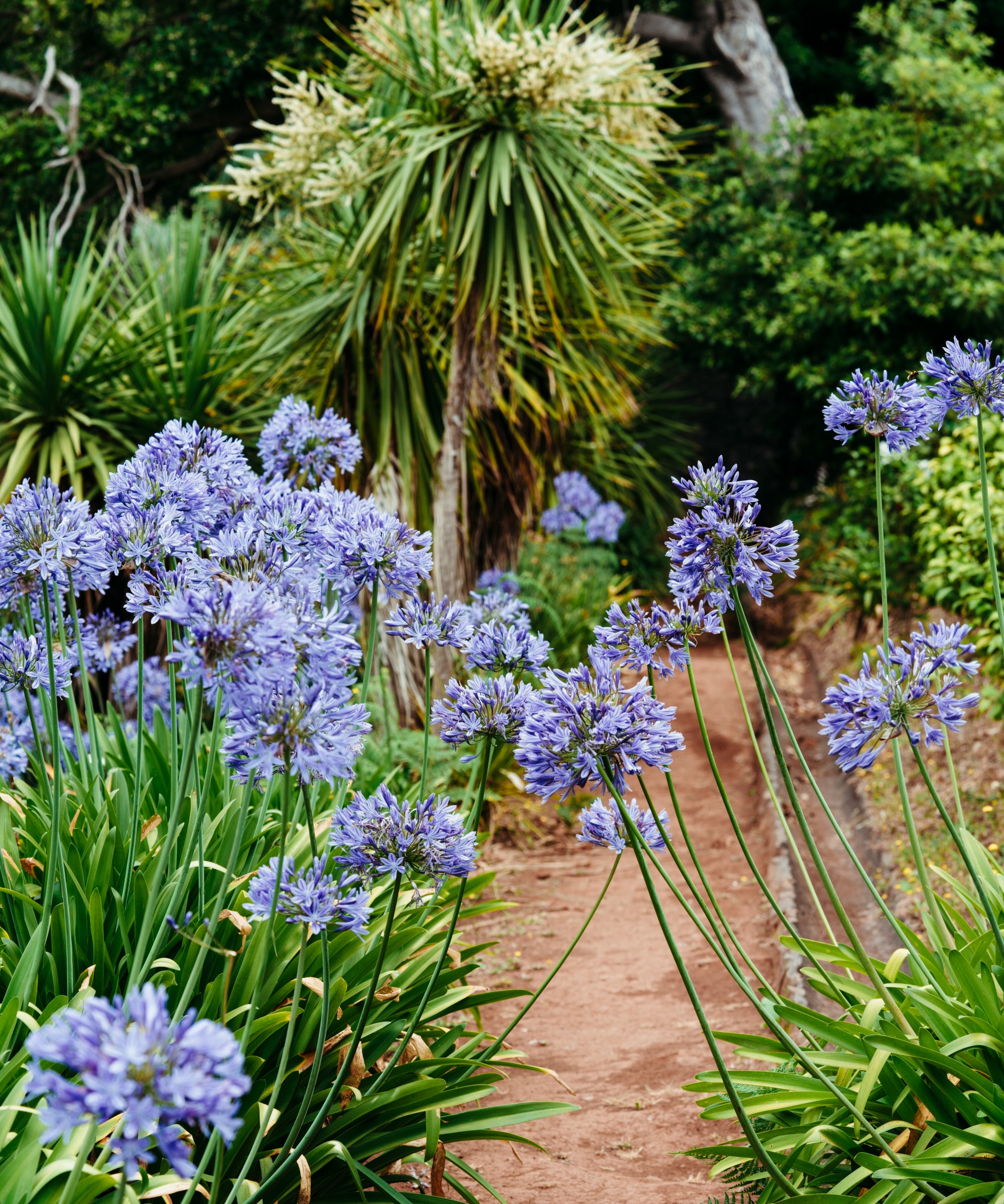 how-to-trim-palm-trees-safely-expert-advice-to-follow