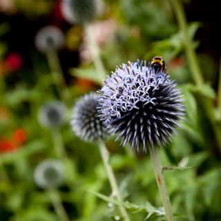 garden with violet flower