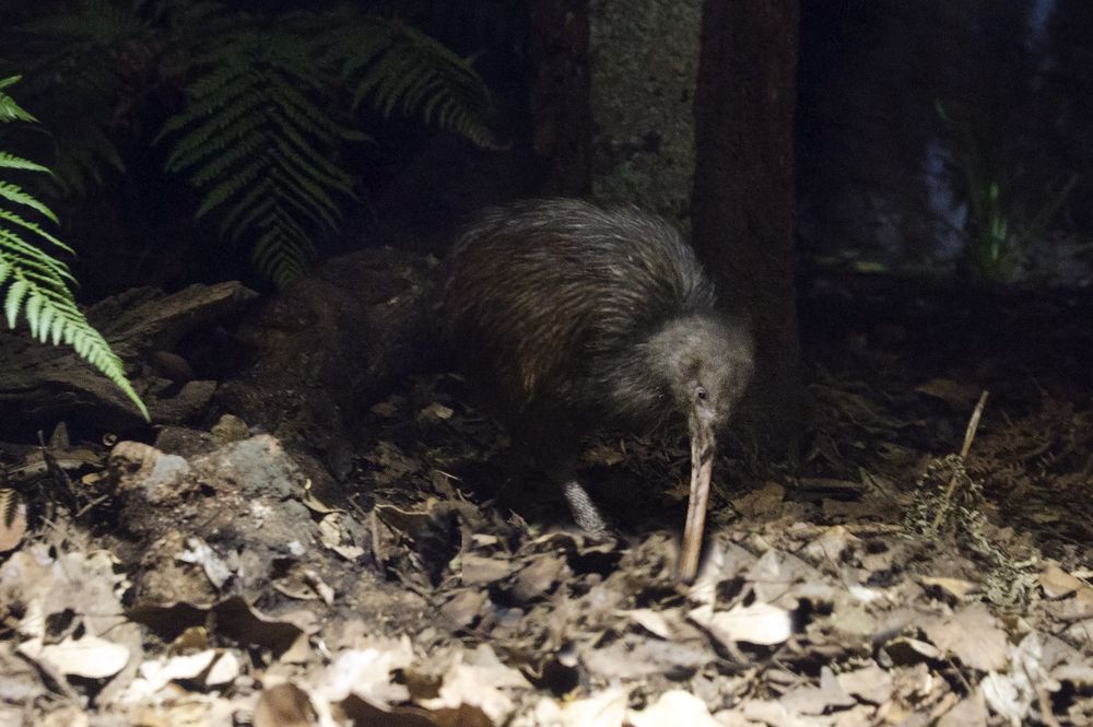 Facts About Kiwis Live Science