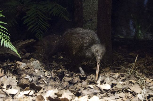 Facts About Kiwis | Live Science