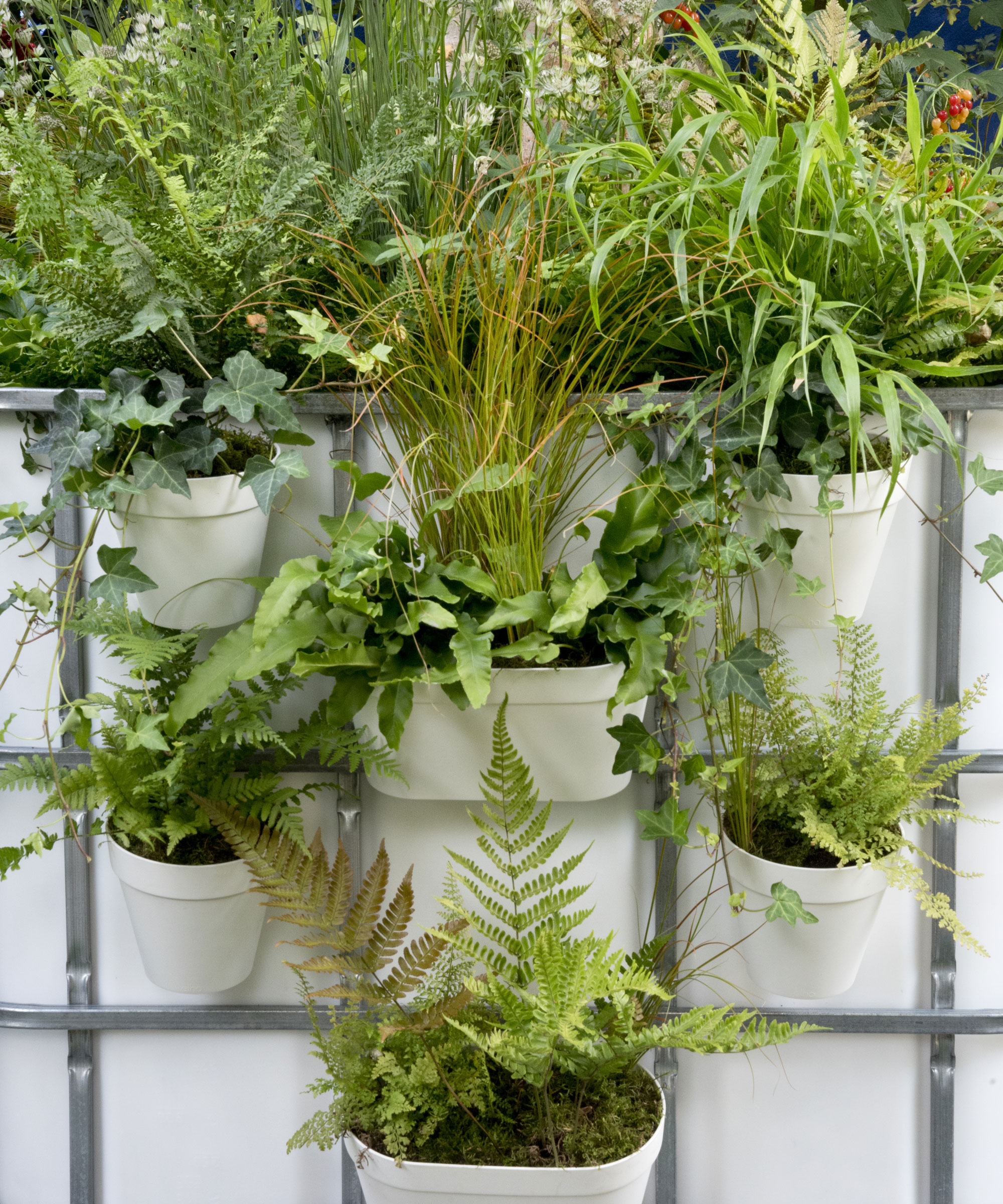 vertical planters with ferns