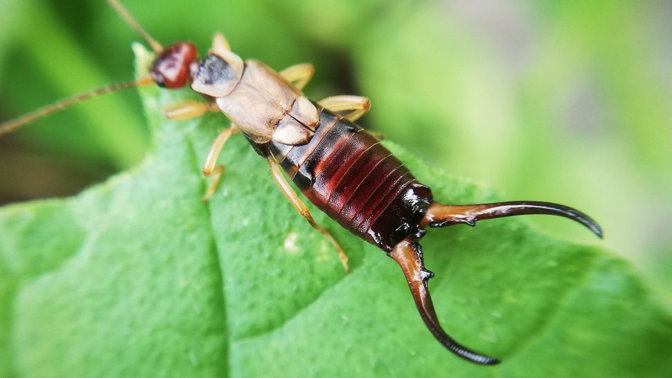7 quick ways to get rid of earwigs and keep them at bay Tom's Guide