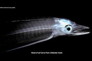 larval eel head was photographed by a mid-water trawl