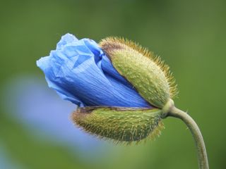 GuruShots - Fragrant Flowers