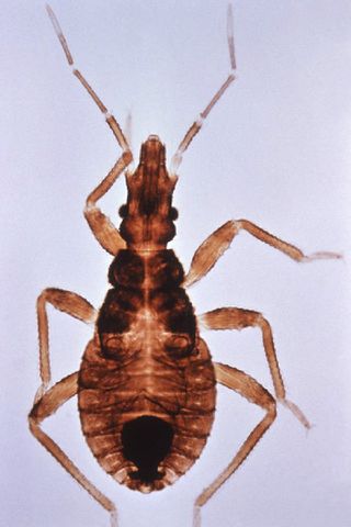Kissing bugs, like this one, spread a parasitic infection known as Chagas disease. 