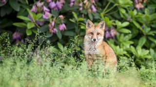 picture of a young fox in a garden