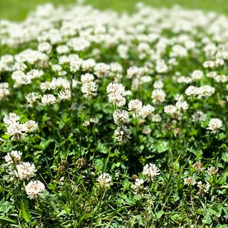 White clover in grass lawn