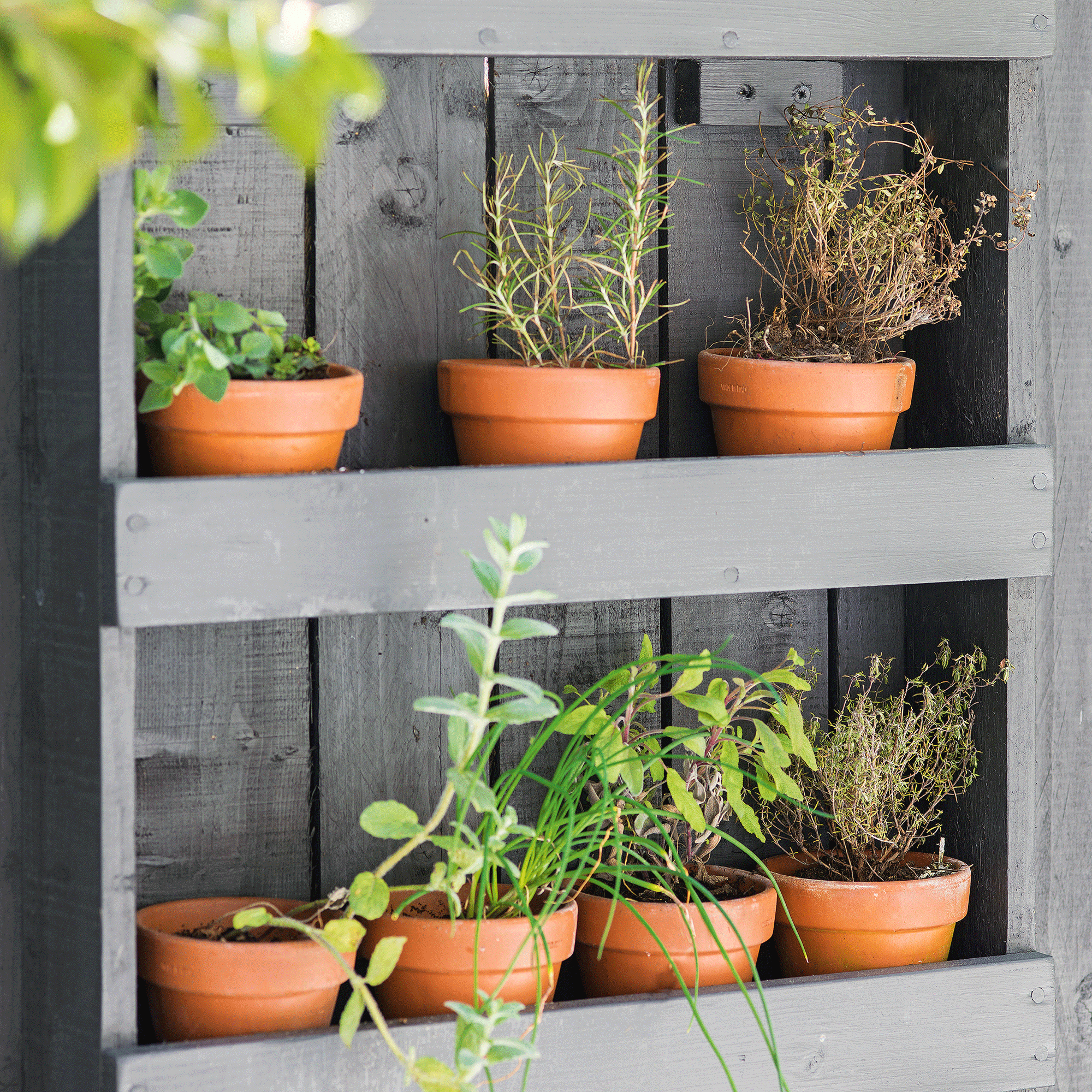 Plant pots with herbs in blue DIY planter