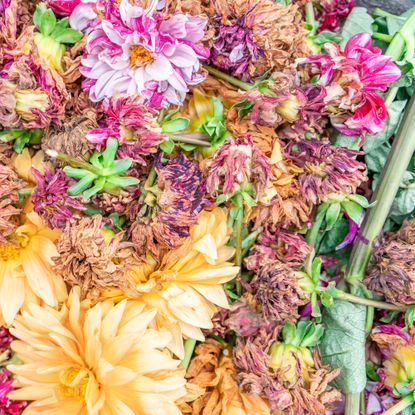 dahlia flower heads decaying on compost heap