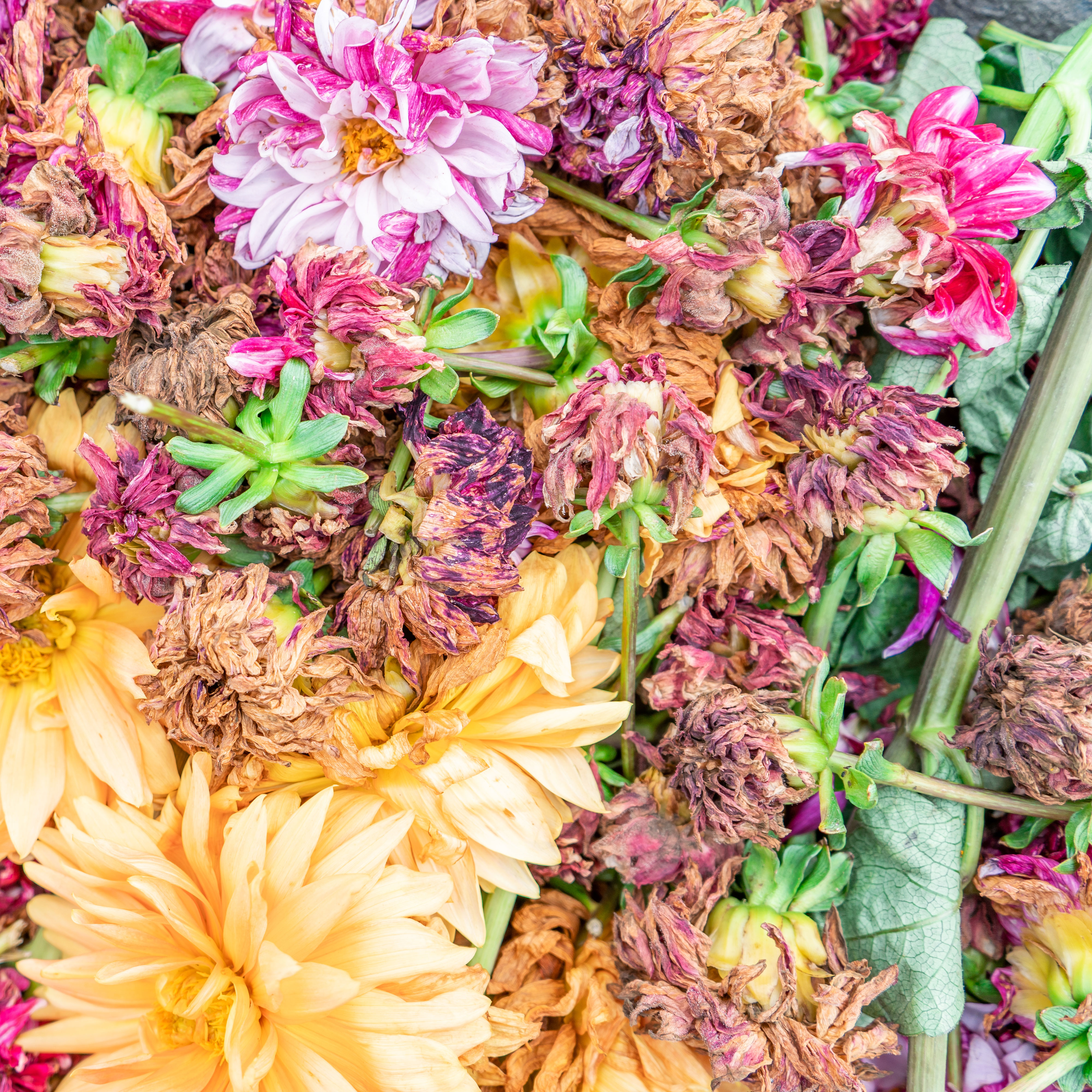 dahlia flower heads decaying on compost heap