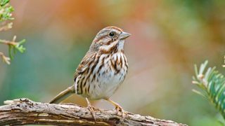 Song Sparrow