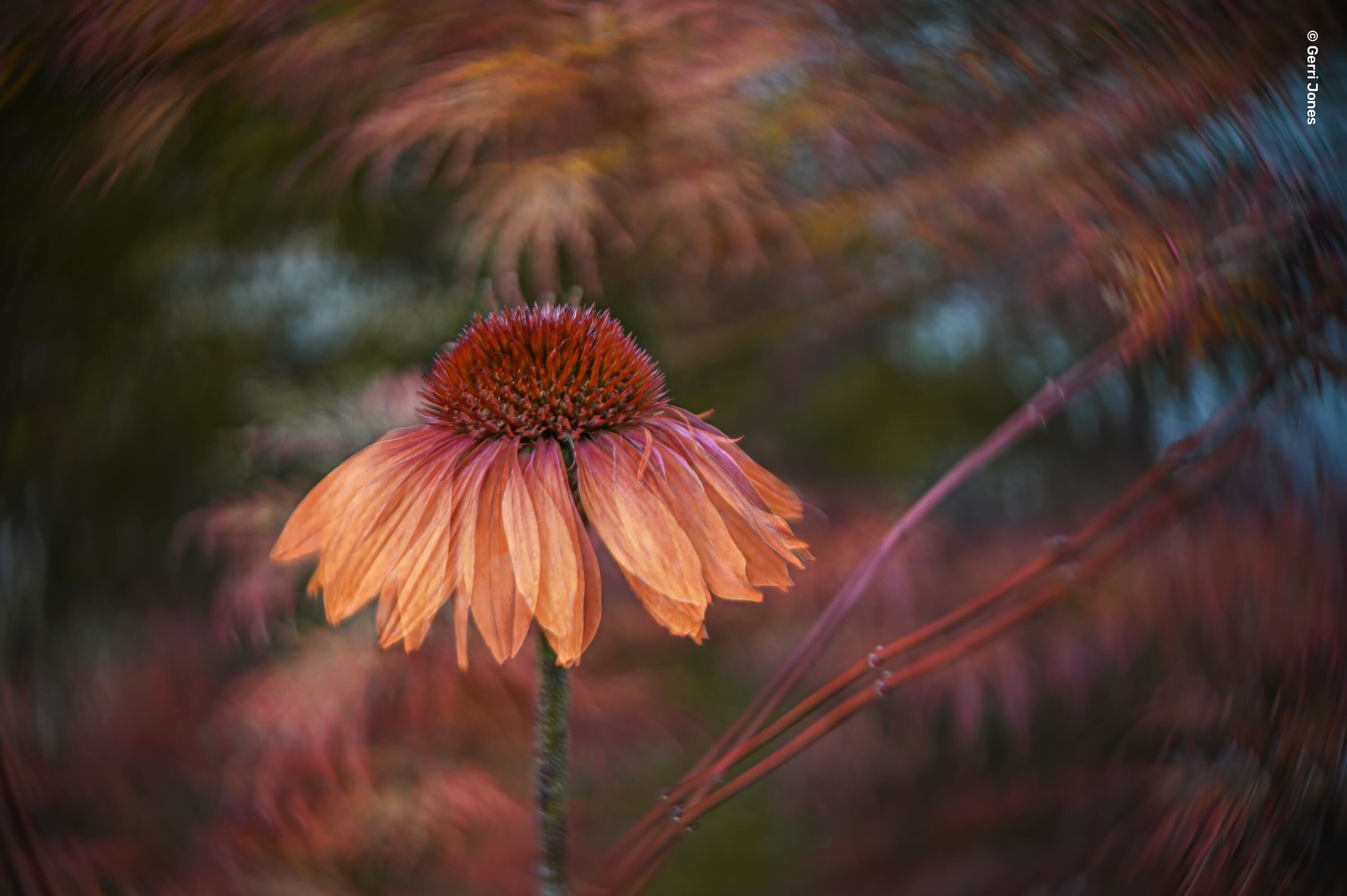 An image sample from the Lensbaby Twist 28