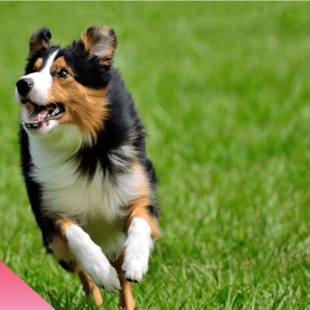 A black and tan collie running in grass