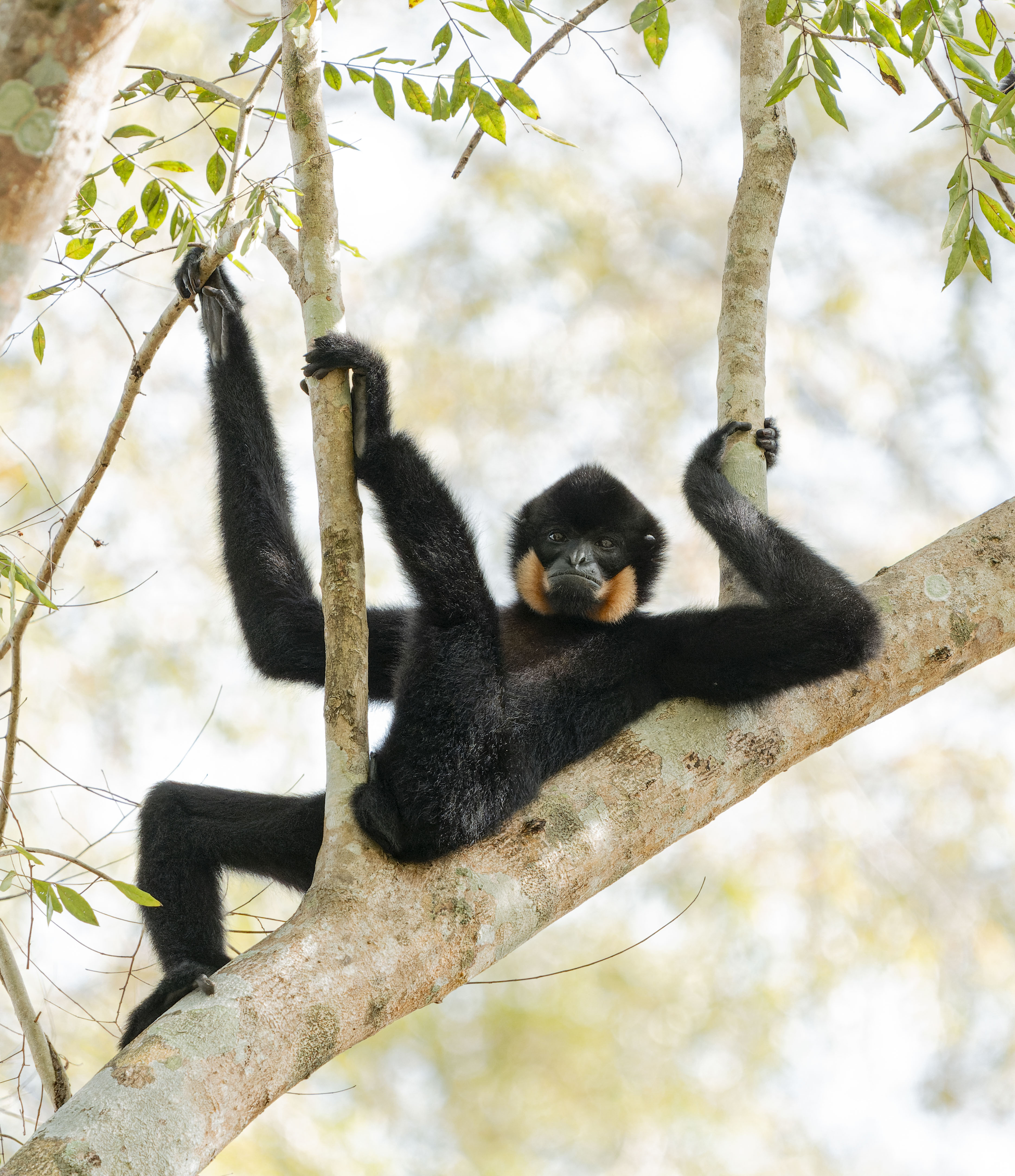 Yellow-cheeked Gibbon hanging out in the trees. Looks like he's waiting for a beer to be served.