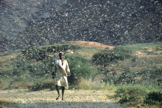 A swarm of desert locusts can be seen in Ethiopia during an outbreak in 1968.