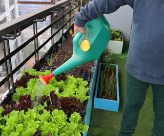 Vegetable balcony garden