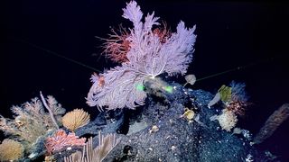 An underwater photo of the "seabed gardens" on a Mariana Trench seamount, taken by Chinese scientists on the research vessel KEXUE on May 28, 2019.