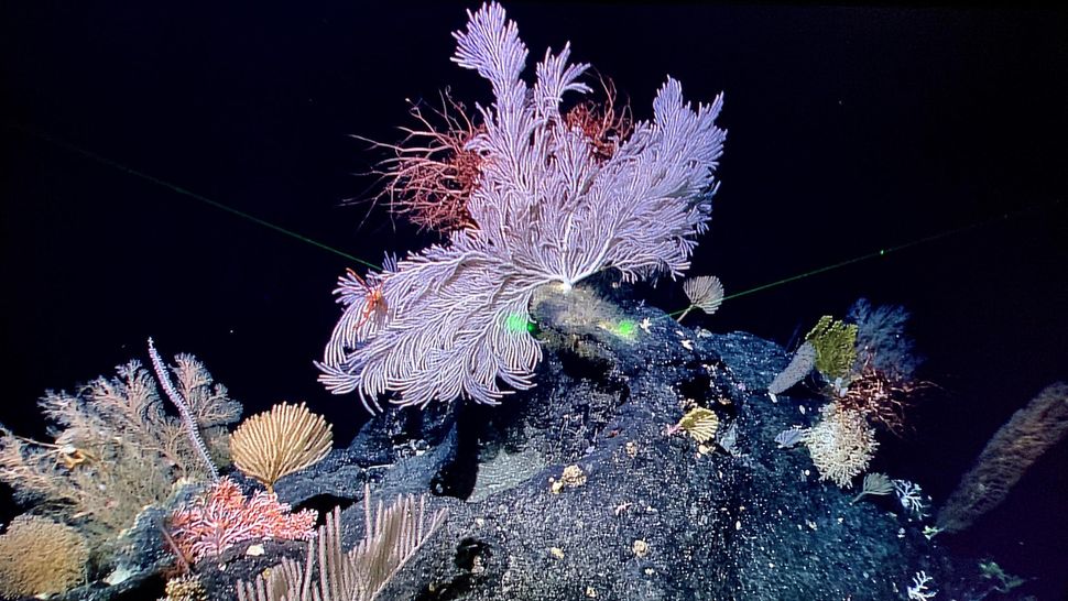 Çinli bilim adamları tarafından 28 Mayıs 2019'da araştırma gemisi KEXUE'de çekilen Mariana Çukuru deniz kıyısındaki "deniz dibi bahçelerinin" sualtı fotoğrafı.