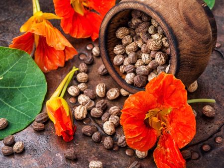 Nasturtium Flowers And Seeds