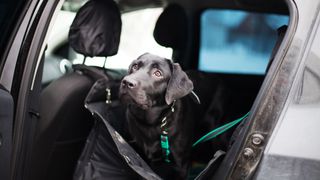 black labrador restrained in a back seat showing how to secure a dog in a car