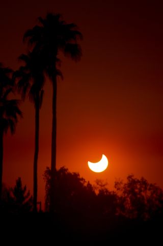 Annular Solar Eclipse Among Palms in North Phoenix