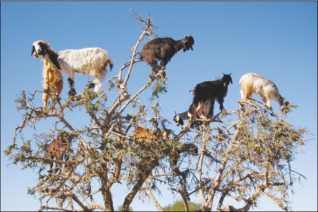 Goats graze from an argan tree in southwestern Morocco. Ten to 20 goats at a time may scamper up trees as tall as 33 feet (10 meters). 